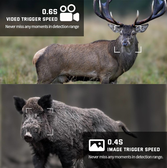 Máy bẫy ảnh Terino RD36W-4K (quay, chụp ảnh ban đêm có màu,36 MP, video 4K, chống nước IP67,cảm biến PIR siêu nhạy) - Hàng chính hãng