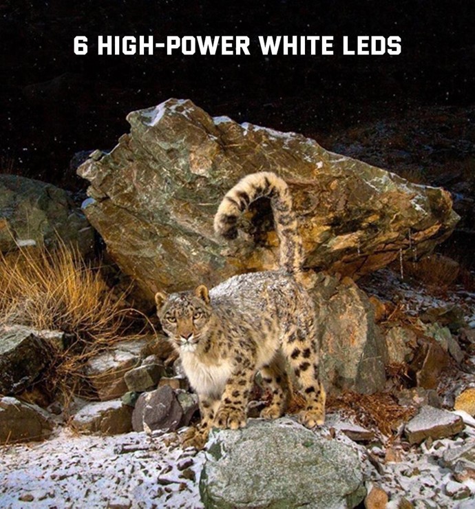 Máy bẫy ảnh Terino RD36W-4K (quay, chụp ảnh ban đêm có màu,36 MP, video 4K, chống nước IP67,cảm biến PIR siêu nhạy) - Hàng chính hãng