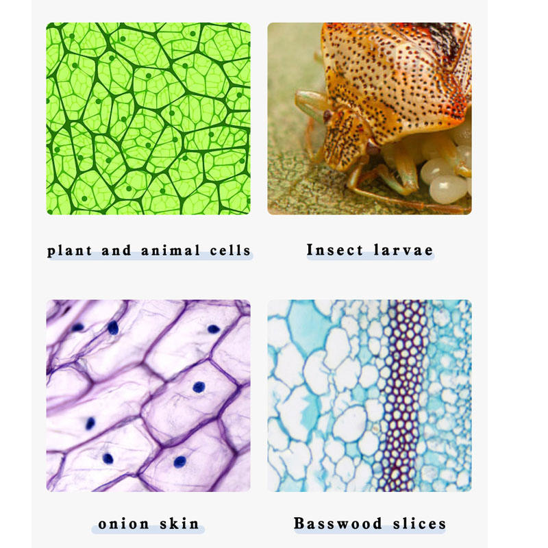 Kính hiển vi sinh học 2 mắt soi tinh trùng, tế bào Terino XW-003 (phóng đại 40X-1000X, chiếu sáng Led kép) - Hàng chính hãng