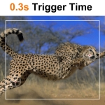 Máy bẫy ảnh Terino CAM-4K (Video 4K, gắn hồng ngoại không phát hiện, màu vàng) - Hàng chính hãng